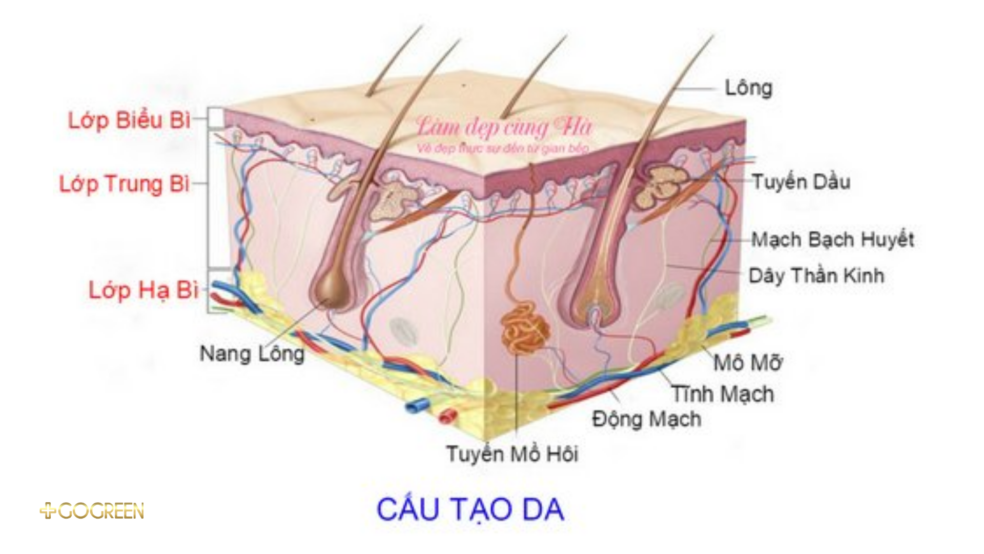 Cấu tạo da chứa collagen