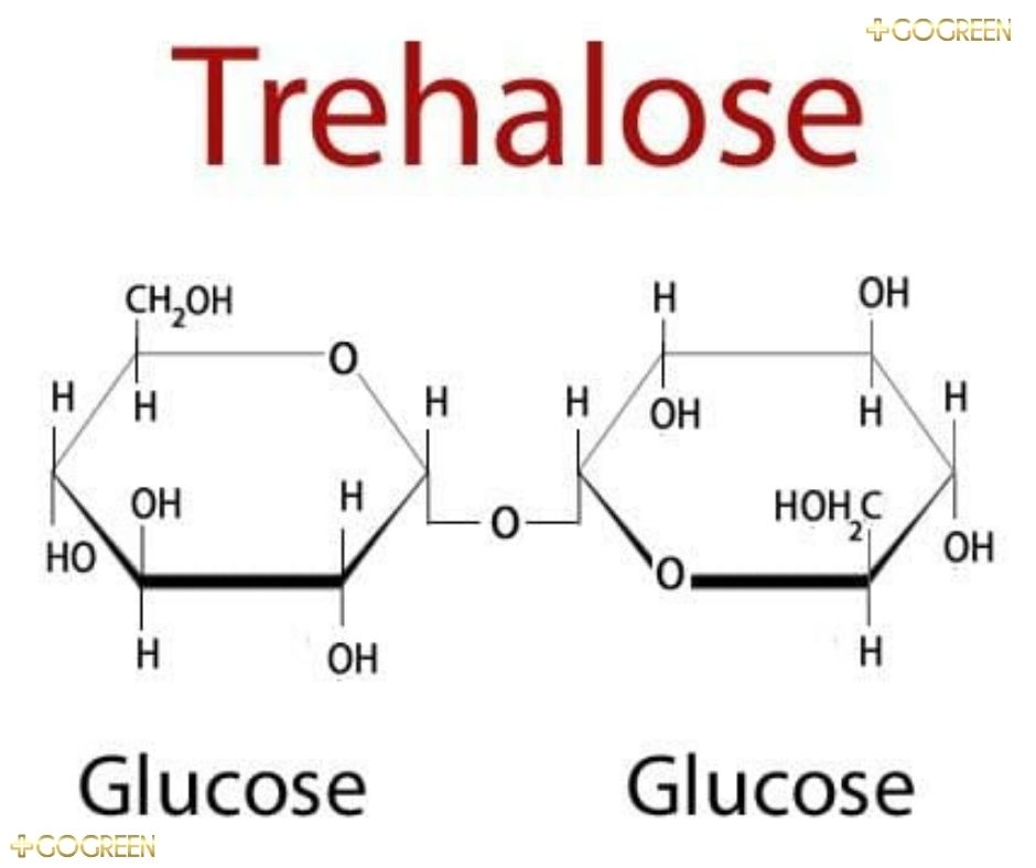 Mô hình cấu trúc của Trehalose